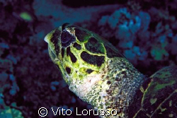 Turtles - Eretmochelys imbricata by Vito Lorusso 